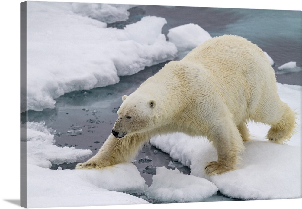 Adult male polar bear (Ursus maritimus) on multi-year ice floes in Franz Josef Land, Russia, Arctic Ocean, Eurasia