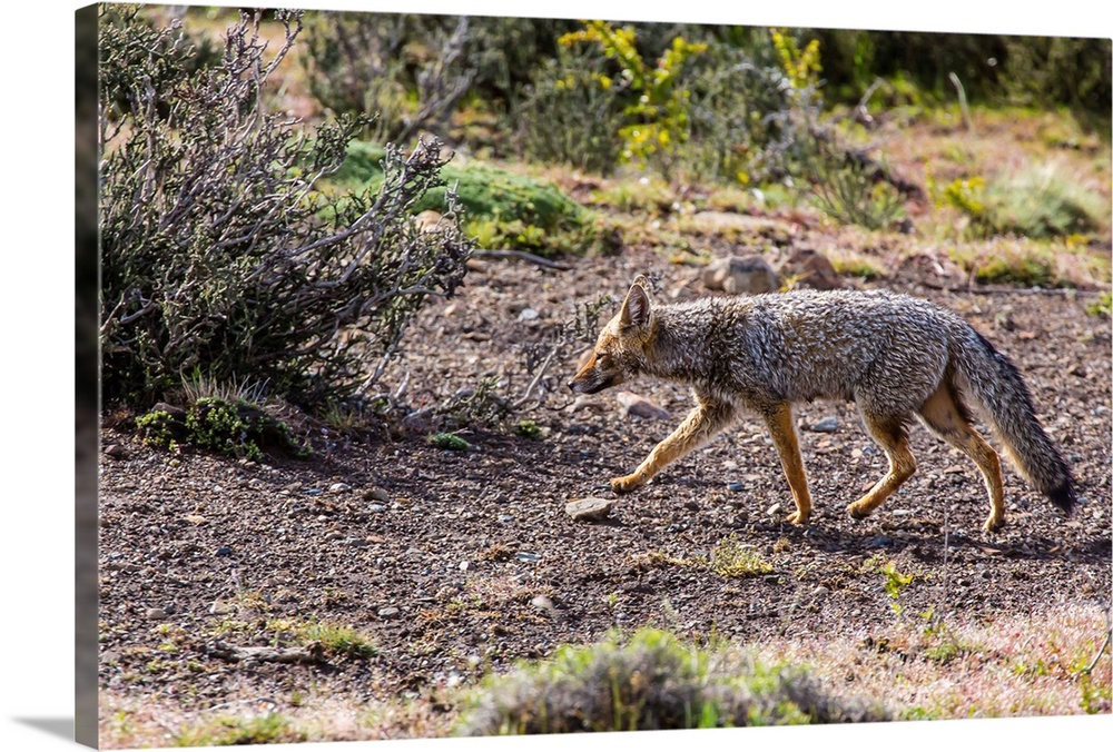Adult Patagonian gray fox, Torres del Paine, Chile