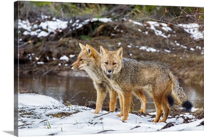 Adult Patagonian red fox pair in La Pataya Bay, Beagle Channel, Argentina