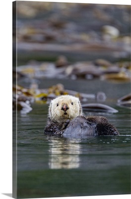 Adult Sea Otter (Enhydra Lutris Kenyoni) In Kelp Bed In Inian Pass, Southeastern Alaska