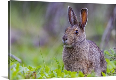 Adult Snowshoe Hare (Lepus Americanus Dalli) In Denali National Park, Alaska image thumbnail