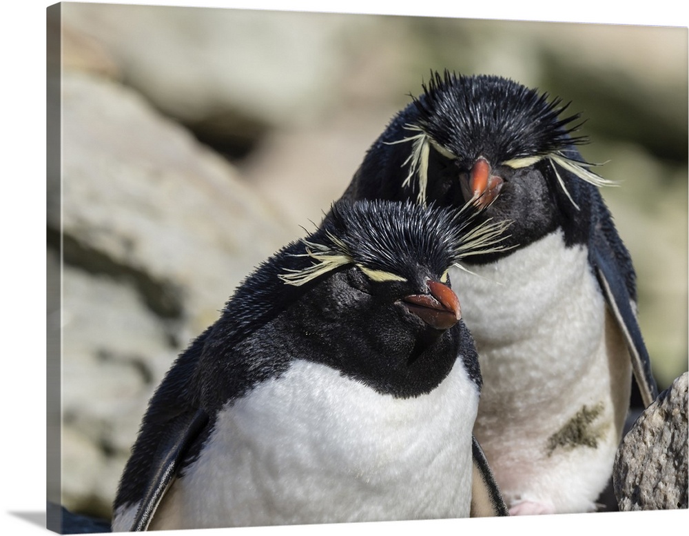 Adult southern rockhopper penguins (Eudyptes chrysocome) on New Island, Falkland Islands, South America