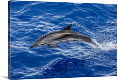 Adult Striped Dolphin Leaping Near La Gomera, Canary Islands, Spain, Atlantic
