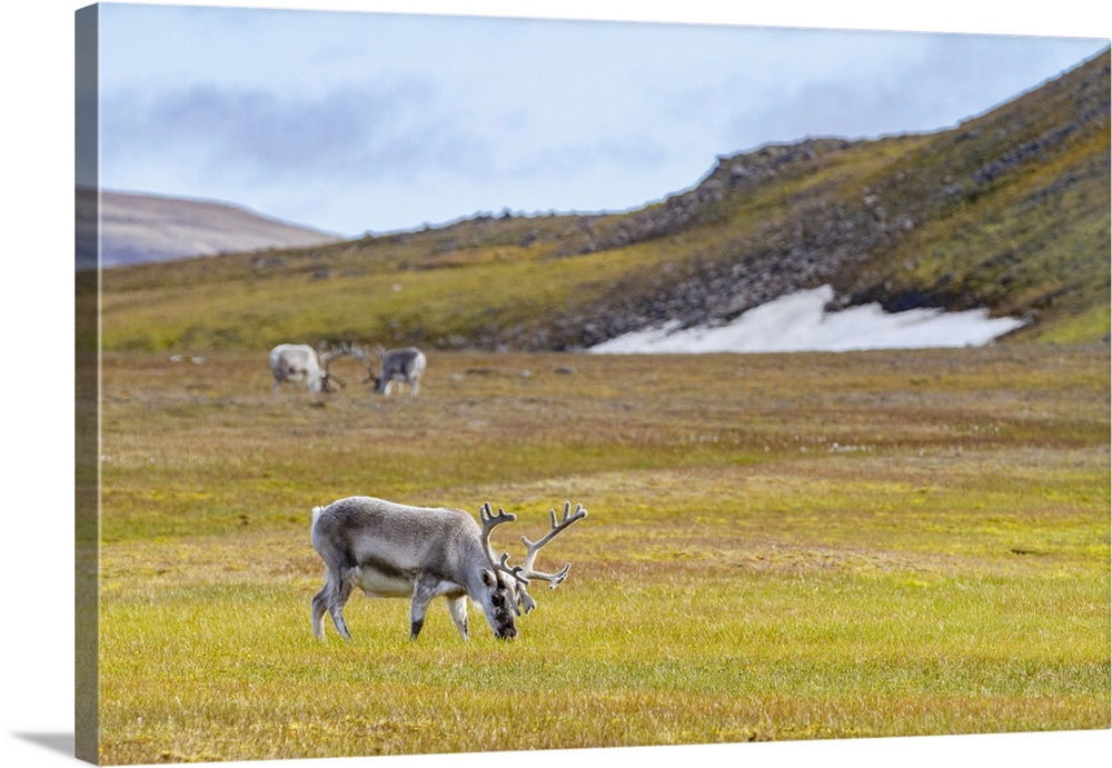 Adult Svalbard reindeer (Rangifer tarandus platyrhynchus) grazing on tundra in the Svalbard Archipelago, Norway, Arctic, E...