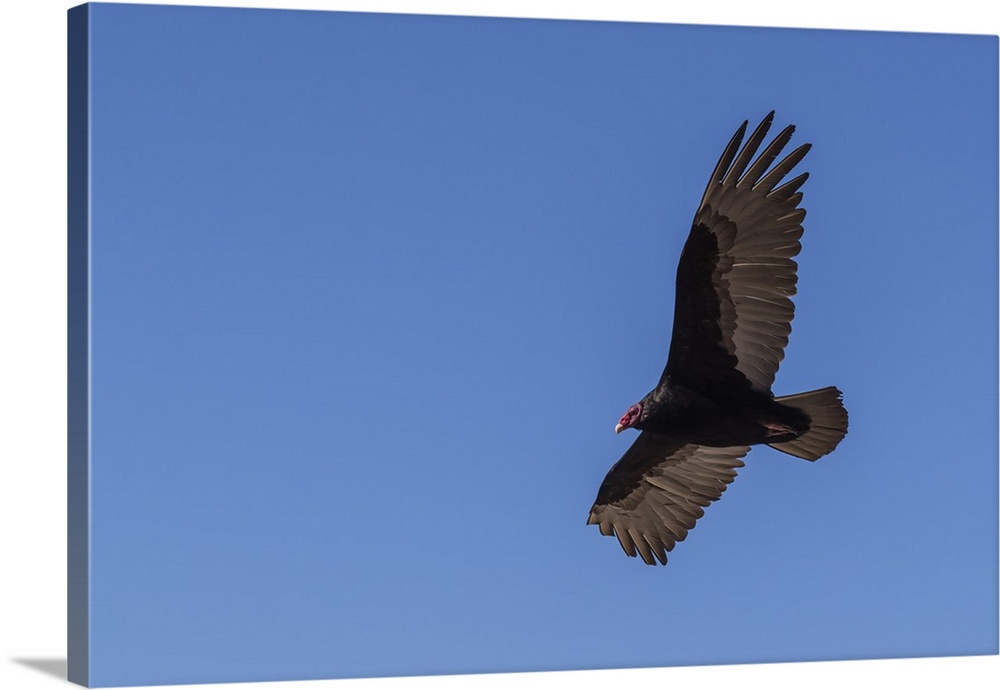 Adult turkey vulture (Cathartes aura) in flight over Saunders Island, Falkland Islands, South America
