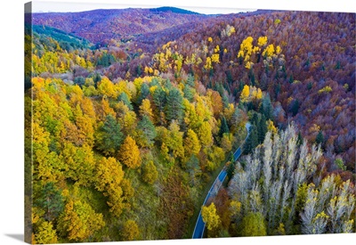 Aerial View Of A Decidual Forest