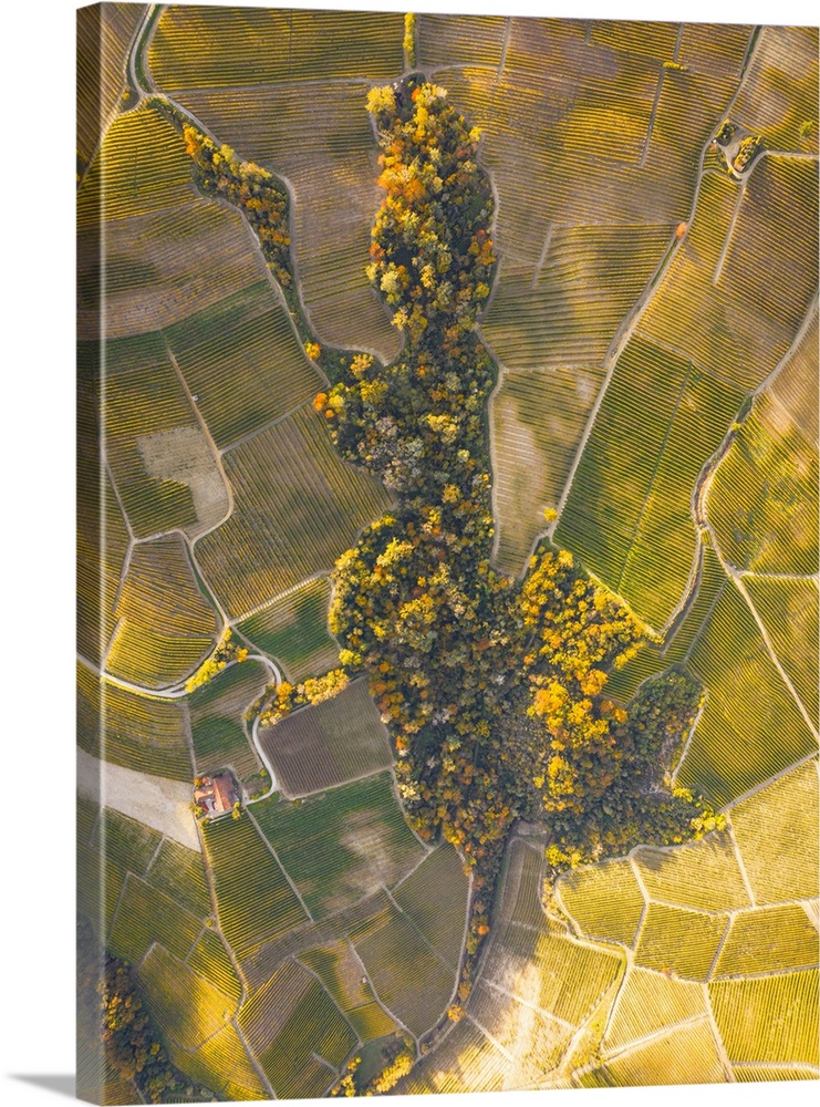 Aerial view taken from drone of the Langhe vineyards, on a beautiful autumn day, UNESCO World Heritage Site, Cuneo provinc...