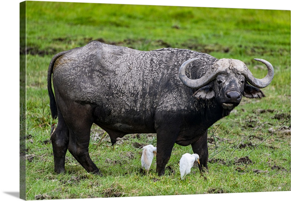 African buffalo (Syncerus caffer), Amboseli National Park, Kenya, East Africa, Africa