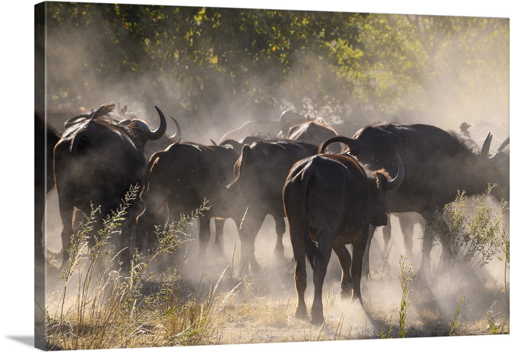 African buffalo (Cape Buffalo) (Syncerus caffer), Bushman Plains, Okavango Delta, Botswana, Africa