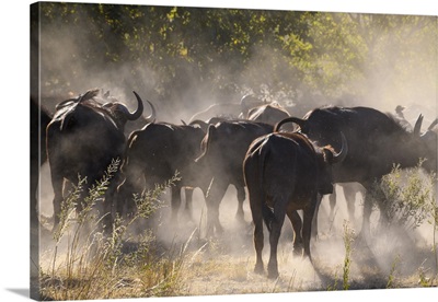 African Buffalo, Bushman Plains, Okavango Delta, Botswana, Africa