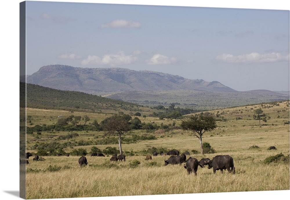 African buffalo, Masai Mara National Reserve, Kenya