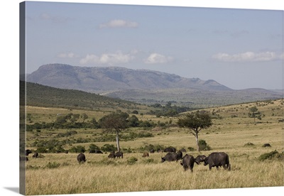 African buffalo, Masai Mara National Reserve, Kenya