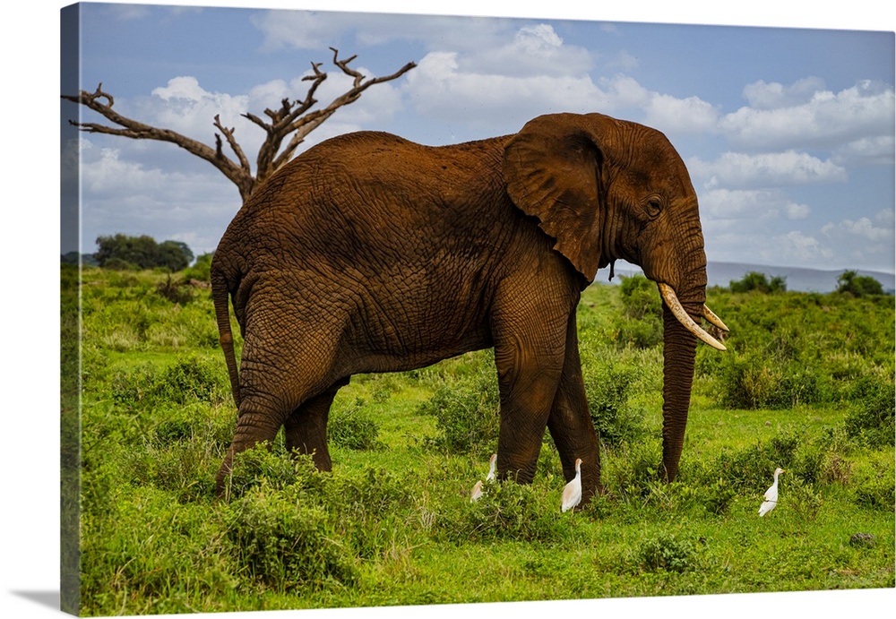 African elephant (Loxodonta), Amboseli National Park, Kenya, East Africa, Africa