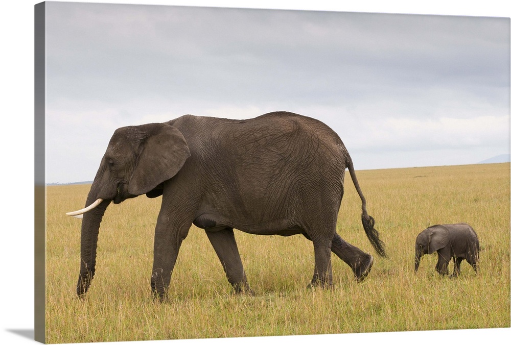 African elephant and baby, Masai Mara National Reserve, Kenya