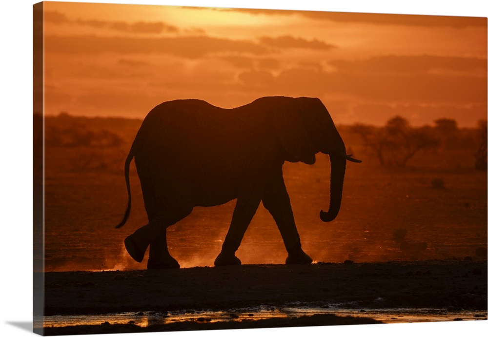 African elephant (Loxodonta africana) at sunset, Nxai Pan National Park, Botswana, Africa