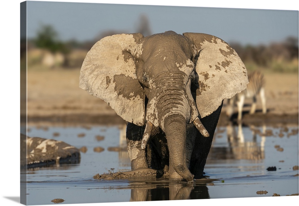 African elephant (Loxodonta africana) at waterhole, Nxai Pan National Park, Botswana, Africa