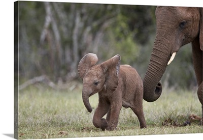 African Elephant Baby And Mother, Addo Elephant National Park, South Africa