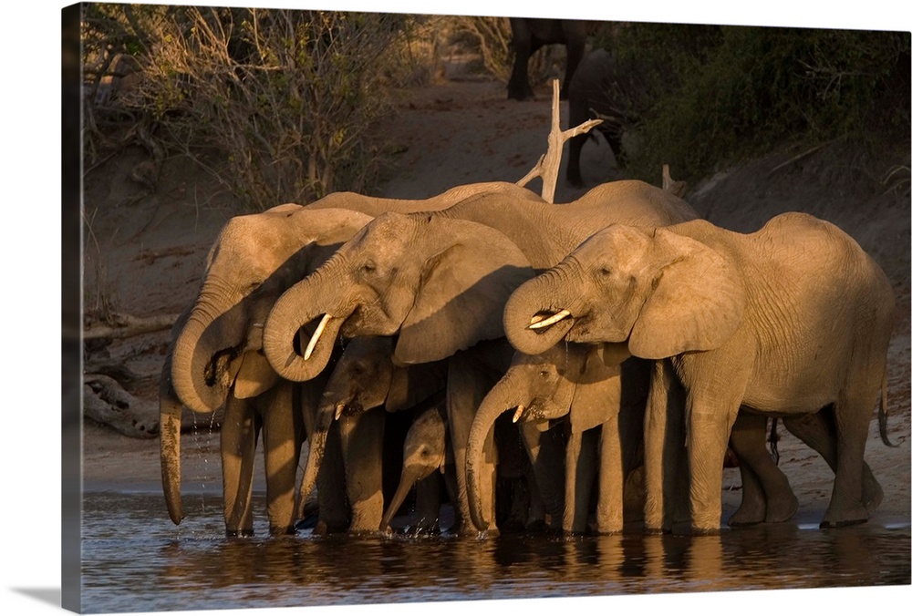 African elephant, Chobe National Park, Chobe River, Botswana, Africa
