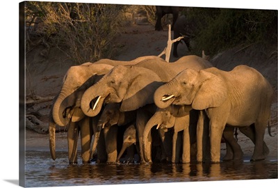 African elephant, Chobe National Park, Chobe River, Botswana, Africa