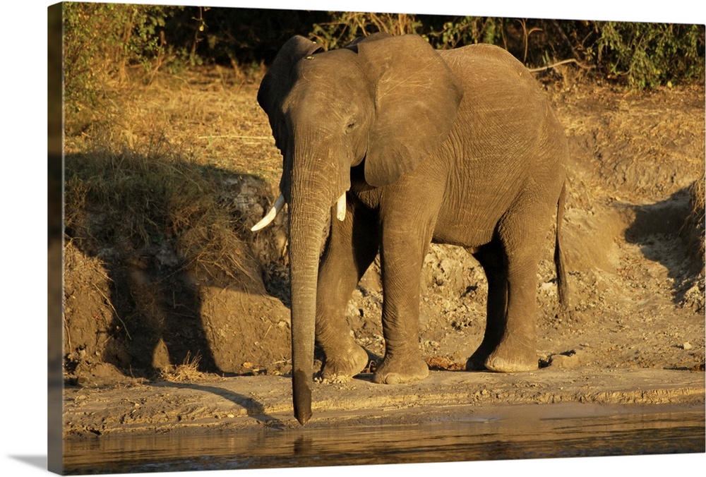 African elephant drinking, Zambesi River, Victoria Falls National Park, Zimbabwe