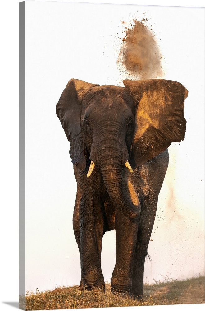 African elephant (Loxodonta africana) dusting, Chobe National Park, Botswana, Africa