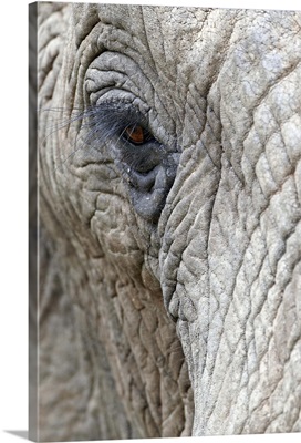 African elephant eye, Imfolozi Game Reserve, South Africa, Africa