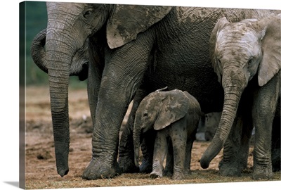 African elephant in matriarchal group, South Africa, Africa