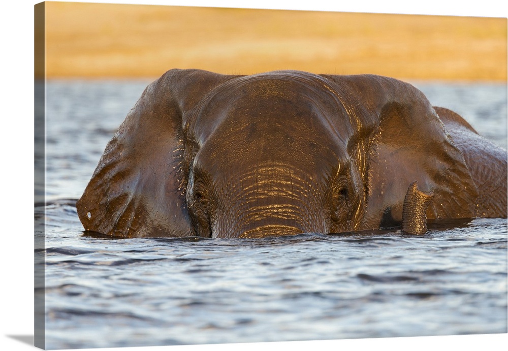 African elephant (Loxodonta africana) in water, Chobe River, Botswana, Africa