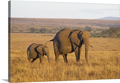 African Elephant mother and young, Masai Mara National Reserve, Kenya