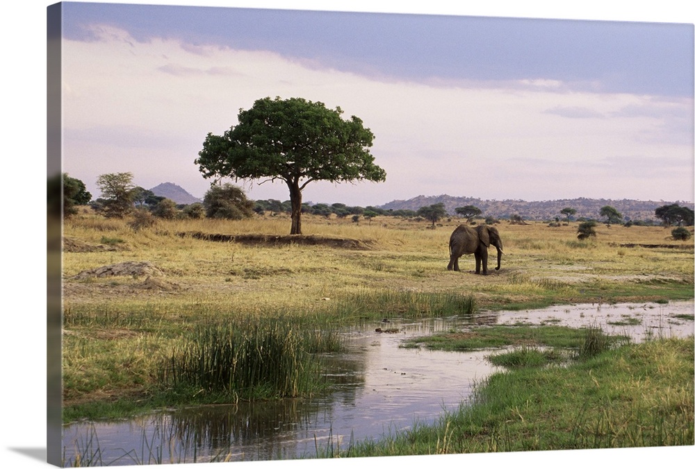 African elephant, Tarangire National Park, Tanzania, East Africa