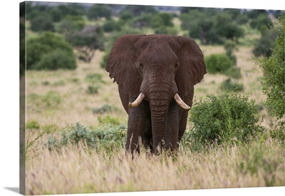 African Elephant, Tsavo, Kenya