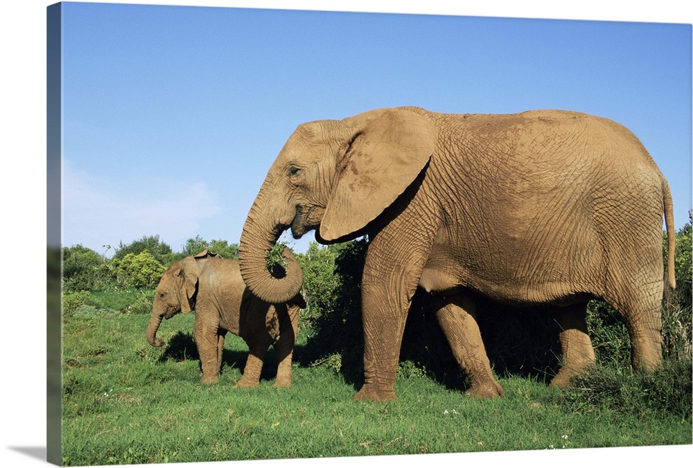 African elephant, with calf, Addo National Park, South Africa