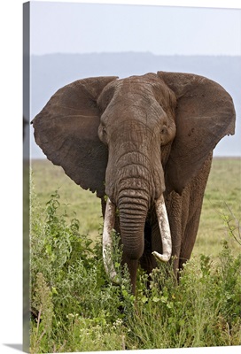 African elephant with large tusks, Ngorongoro Crater, Tanzania, East Africa
