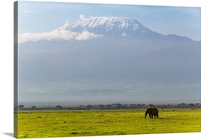African Elephant With Mount Kilimanjaro In The Background, Amboseli National Park, Kenya