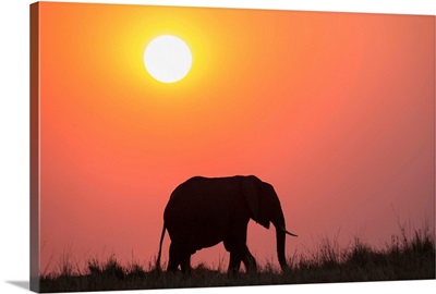 African elephantat sunset, Botswana