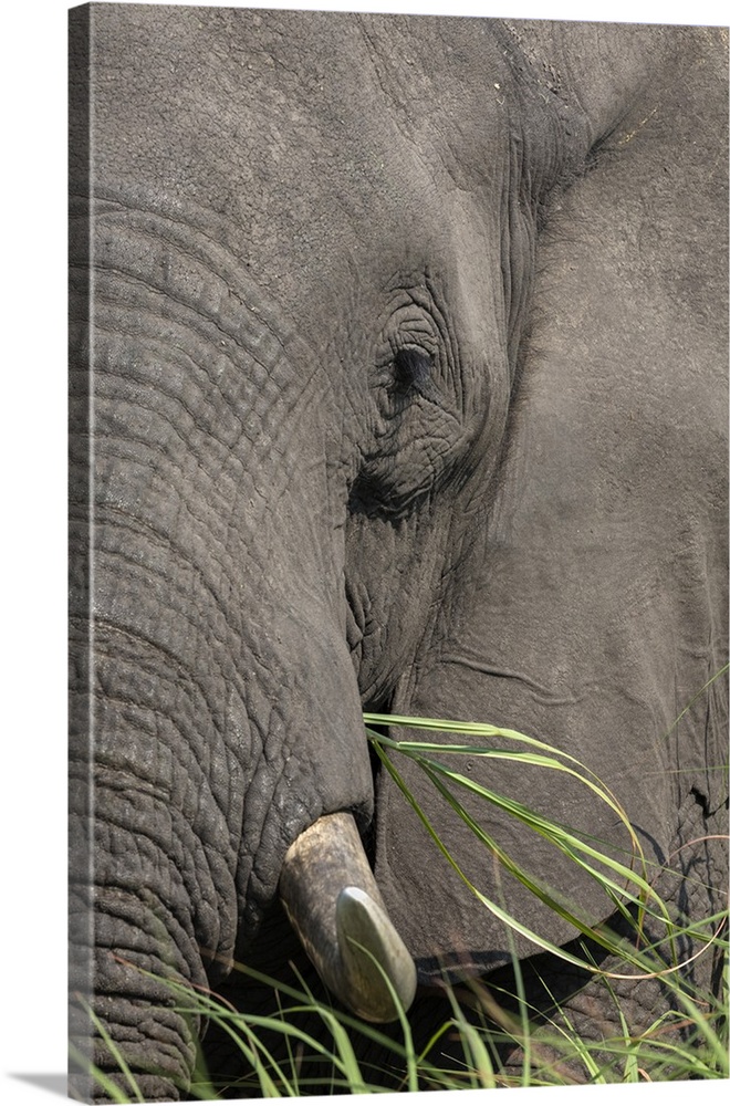 African elephant (Loxodonta africana) bull close up eating, Chobe river, Botswana, Africa