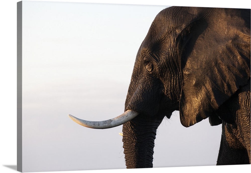 African elephant (Loxodonta africana), Chobe National Park, Botswana, Africa