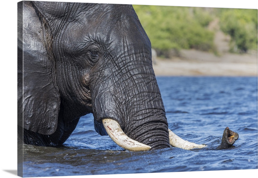 African elephant (Loxodonta africana) crossing river, Chobe River, Botswana, Africa