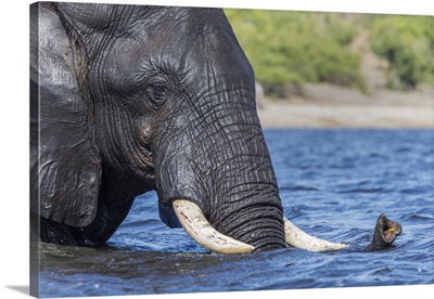 African elephantcrossing river, Chobe River, Botswana