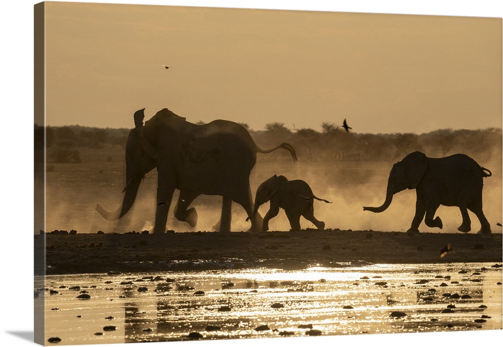African elephants (Loxodonta africana) at sunset, Nxai Pan National Park, Botswana, Africa