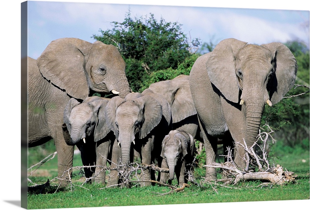 African elephants, maternal group with baby, Etosha National Park, Namibia, Africa