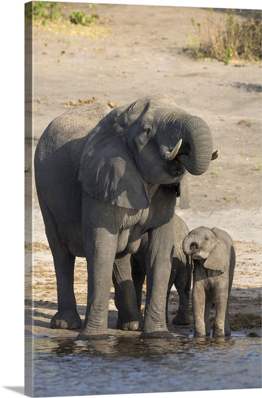 African Elephantsdrinking At River Chobe River Botswana Wall Art Canvas Prints Framed Prints