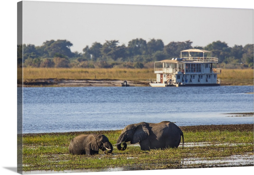 African elephants (Loxodonta africana) grazing, Chobe River, Botswana, Africa