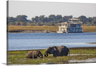 African elephantsgrazing, Chobe River, Botswana