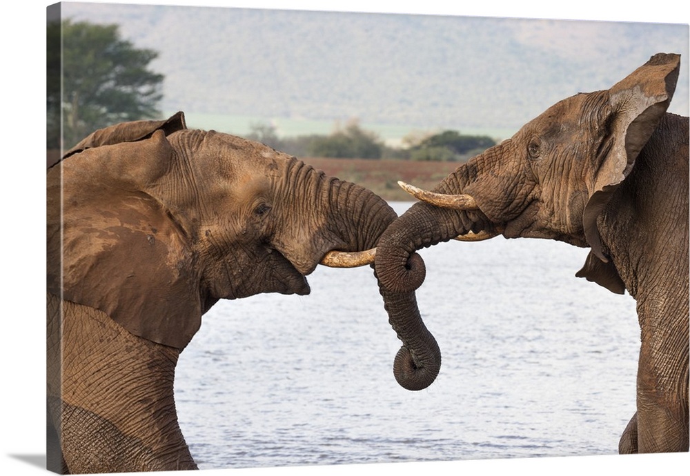 African elephants (Loxodonta africana) wrestling, Zimanga private game reserve, KwaZulu-Natal, South Africa, Africa