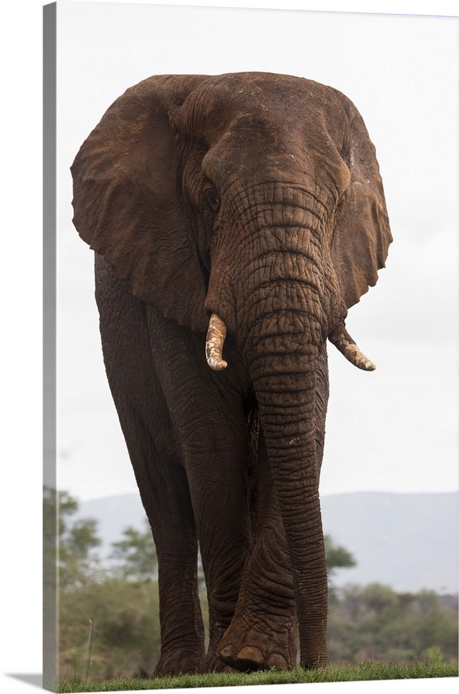 African elephant (Loxodonta africana), Zimanga private game reserve, KwaZulu-Natal, South Africa, Africa