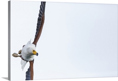 African fish eagle, Lake Malawi, Malawi