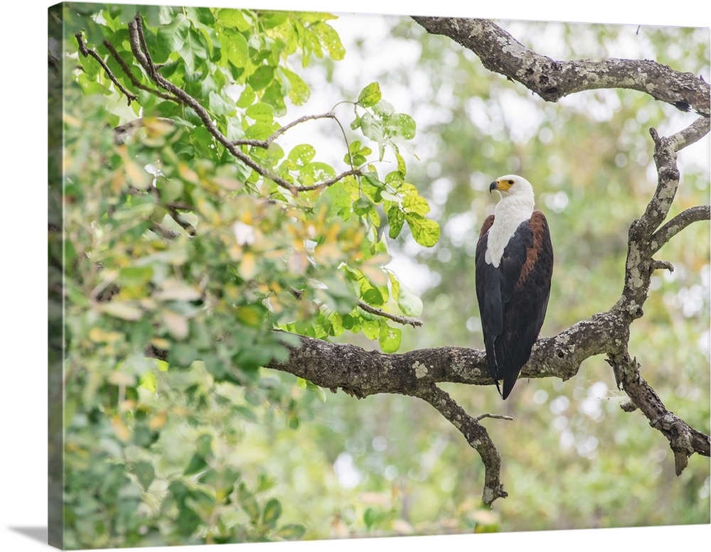 African fish eagle (Haliaeetus vocifer), framed by branches, South Luangwa National Park, Zambia, Africa
