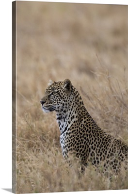 African leopard, Serengeti National Park, Tanzania