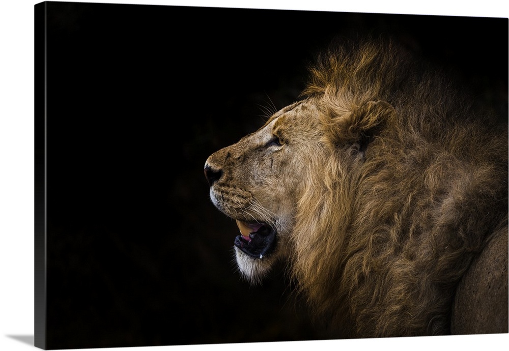 African lion in shadow, Ngorongoro Crater, Tanzania